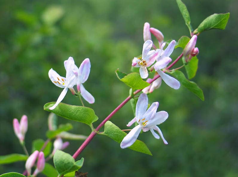 Lonicera tatarica Tatari kuslapuu